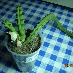 гуэрния хвостатая.JPG